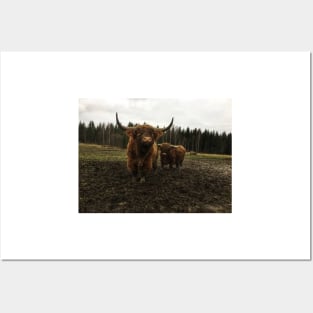 Scottish Highland Cattle Bulls 2174 Posters and Art